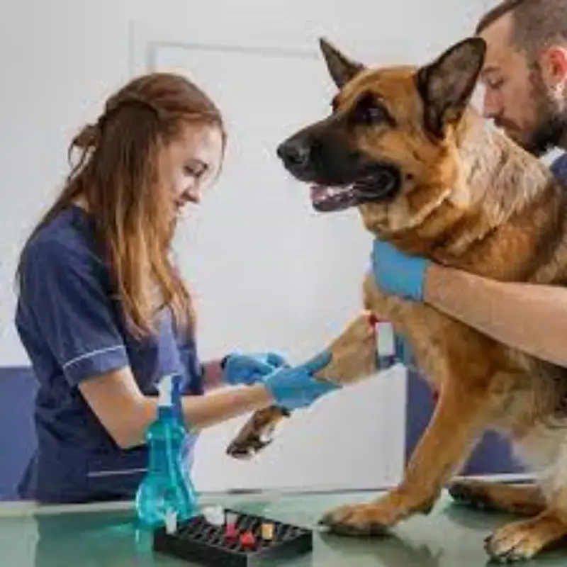 Imagem ilustrativa de Exame hemograma cachorro