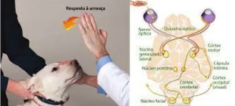 Imagem ilustrativa de Exame neurológico veterinário