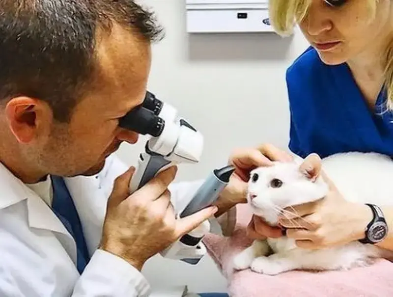 Imagem ilustrativa de Exame oftalmológico veterinário