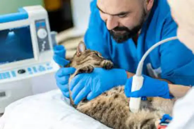 Imagem ilustrativa de Exame ultrassom veterinário preço