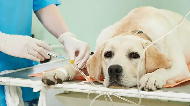 Imagem ilustrativa de Preço exames veterinários
